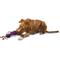 Show in main carousel: PetSafe Busy Buddy Chuckle Squeaky Treat Dispenser Dog Toy, Medium/Large slide 3 of 9