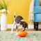 Show in main carousel: PetSafe Busy Buddy Football Treat Dispensing Tough Dog Chew Toy, Medium slide 4 of 6