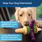 Show in main carousel: PetSafe Busy Buddy Jack Treat Dispenser Tough Dog Chew Toy, Medium, Purple slide 2 of 9