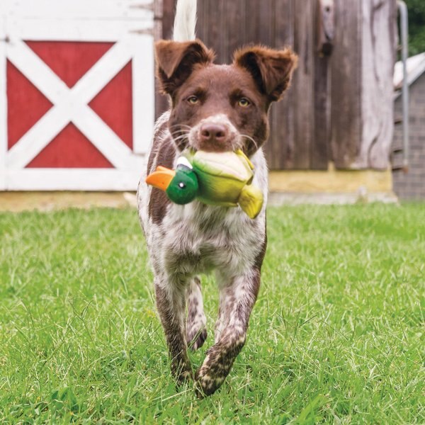 PetSafe Busy Buddy Squeeze Meeze Latex Octopus Dog Toy