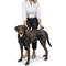 Show in main carousel: PetSafe CareLift Handicapped Support Dog Harness, Large slide 2 of 11