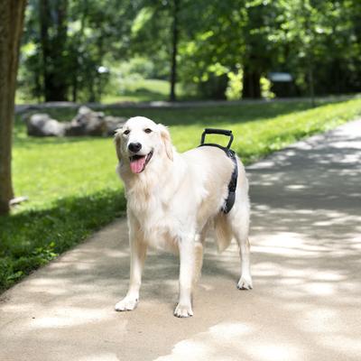 Show full view: PetSafe CareLift Rear Handicapped Support Dog Harness, Large slide 5 of 8