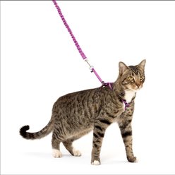 PetSafe Come with Me Kitty Nylon Cat Harness & Bungee Leash, Dusty Rose/Burgundy, Large: 13 to 18-in chest slide 1 of 6