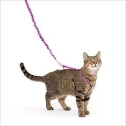 PetSafe Come with Me Kitty Nylon Cat Harness & Bungee Leash, Dusty Rose/Burgundy, Medium: 10.5 to 14-in chest slide 1 of 6