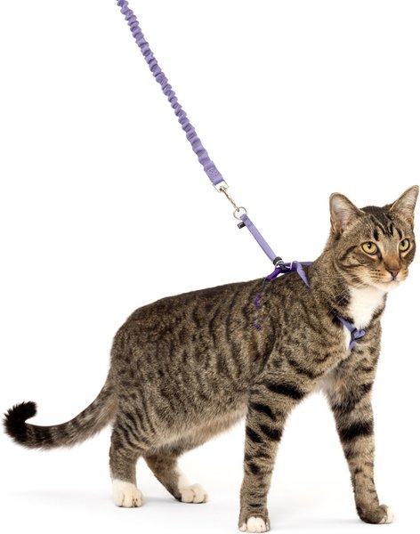 Show full view: PetSafe Come with Me Kitty Nylon Cat Harness & Bungee Leash, Lilac/Deep Purple, Large: 13 to 18-in chest slide 1 of 9