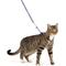 Show in main carousel: PetSafe Come with Me Kitty Nylon Cat Harness & Bungee Leash, Lilac/Deep Purple, Large: 13 to 18-in chest slide 1 of 9