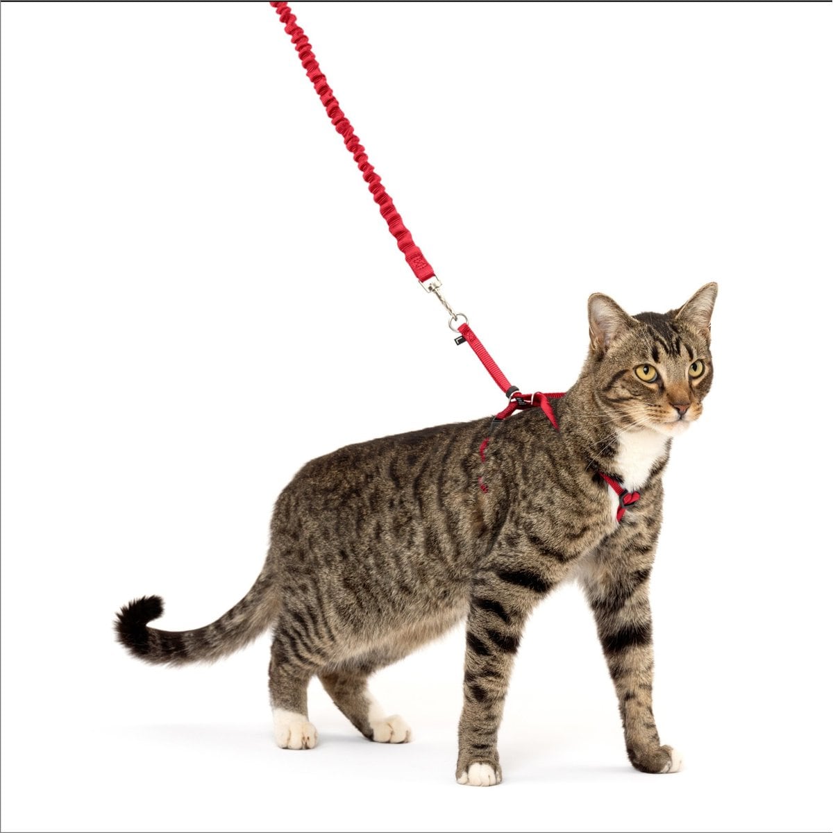 Come With Me Kitty Red & Black Harness & Bungee Cat Leash, Large