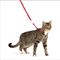 Show in main carousel: PetSafe Come with Me Kitty Nylon Cat Harness & Bungee Leash, Red/Black, Large: 13 to 18-in chest slide 1 of 11
