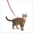 Show in main carousel: PetSafe Come with Me Kitty Nylon Cat Harness & Bungee Leash, Red/Black, Medium: 10.5 to 14-in chest slide 1 of 10