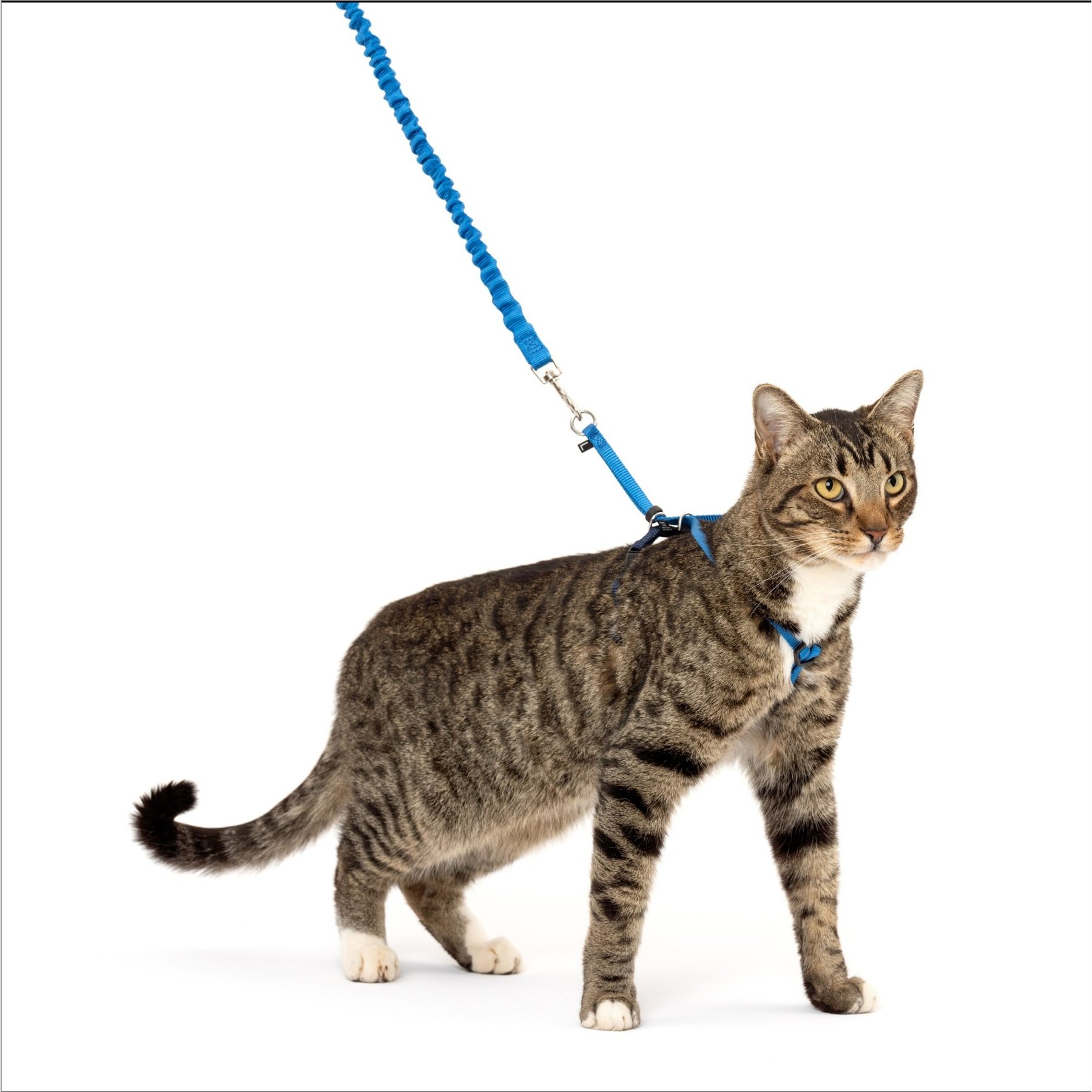 PetSafe Royal Blue & Navy Harness & Bungee Cat Leash, Large