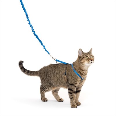 PetSafe Royal Blue & Navy Harness & Bungee Cat Leash, Small