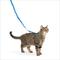 Show in main carousel: PetSafe Come with Me Kitty Nylon Cat Harness & Bungee Leash, Royal Blue/Navy, Small: 9 to 11-in chest slide 1 of 10