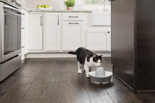 Show full view: PetSafe Creekside Quiet Dog & Cat Fountain, 60-oz slide 7 of 12