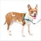 Show in main carousel: PetSafe Deluxe Easy Walk Nylon Reflective No Pull Dog Harness, Ocean, Medium: 23 to 33-in chest slide 1 of 11