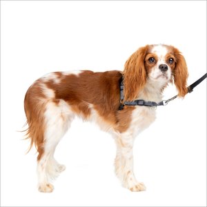 PetSafe Deluxe Easy Walk Nylon Reflective No Pull Dog Harness, Steel, Small: 15 to 21-in chest