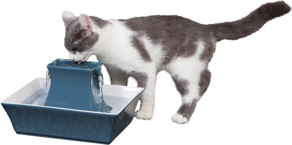 Hot chewy cat fountain Store