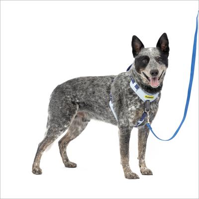 PETSAFE Easy Walk Comfort Reflective No Pull Dog Harness, Blue
