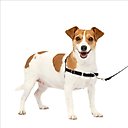 PetSafe Easy Walk Dog Harness, Black/Silver, Small