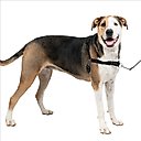 PetSafe Easy Walk Dog Harness, Charcoal, X-Large: X-Large: 32 to 50-in girth