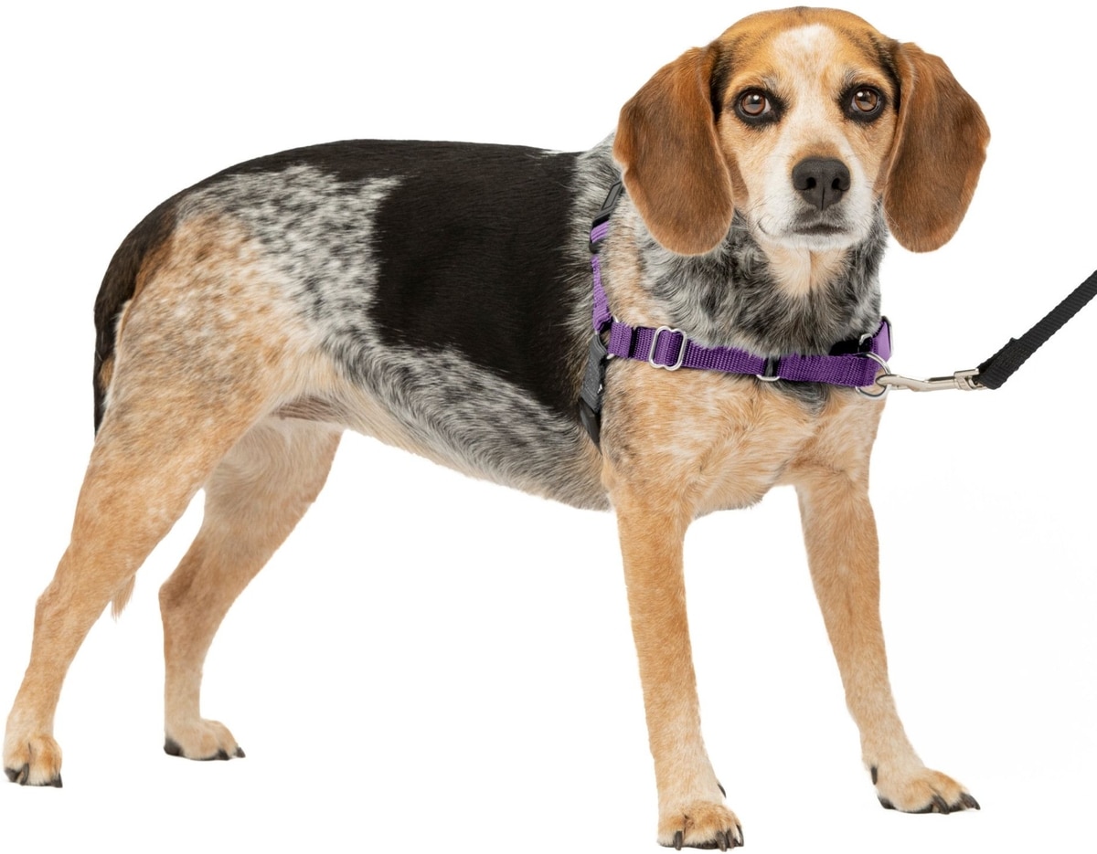PETSAFE Easy Walk Dog Harness, Purple/Black, Small/Medium