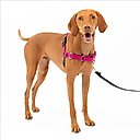 PetSafe Easy Walk Dog Harness, Raspberry/Gray, Medium