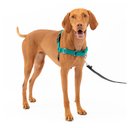 PetSafe Easy Walk Dog Harness, Teal, Medium: 21 to 32-in girth