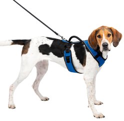 PetSafe EasySport Nylon Reflective Back Clip Dog Harness, Blue, Large: 29 to 43-in chest
