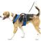 Show in main carousel: PetSafe EasySport Nylon Reflective Back Clip Dog Harness, Blue, Large: 29 to 43-in chest slide 8 of 13
