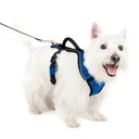 PetSafe EasySport Nylon Reflective Back Clip Dog Harness, Blue, Small: 21 to 27-in chest