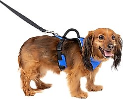 PetSafe EasySport Nylon Reflective Back Clip Dog Harness, Blue, X-Small: 16 to 22-in chest