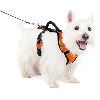 PetSafe PetSafe EasySport Nylon Reflective Back Clip Dog Harness, Orange, Small: 21 to 27-in chest