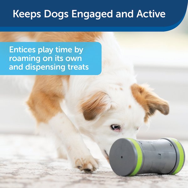 PetSafe Kibble Chase Roaming Treat Dropper Dog Toy