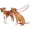 Show in main carousel: PetSafe Nylon Dog Leash, Red, 4-ft long, 3/4-in wide slide 8 of 11