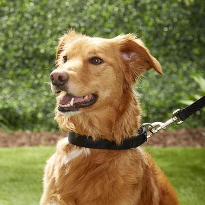 Show full view: PetSafe Nylon Martingale Dog Collar, Black, Large: 14 to 20-in neck, 1-in wide slide 2 of 6