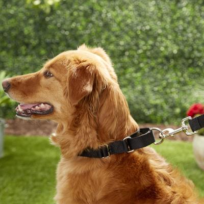 Show full view: PetSafe Nylon Martingale Dog Collar, Black, Large: 14 to 20-in neck, 1-in wide slide 3 of 6