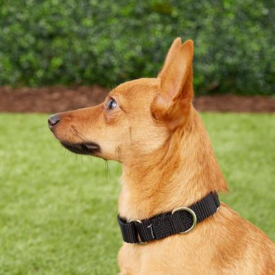 Show full view: PetSafe Nylon Martingale Dog Collar, Black, Small: 8 to 12-in neck, 3/4-in wide slide 2 of 5