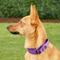 Show in main carousel: PetSafe Nylon Martingale Dog Collar, Deep Purple, Large: 14 to 20-in neck, 1-in wide slide 2 of 5