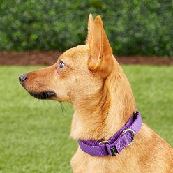 PetSafe Nylon Martingale Dog Collar, Deep Purple, Medium: 10 to 16-in neck, 3/4-in wide slide 2 of 3