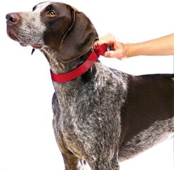 PetSafe Nylon Martingale Dog Collar, Red, Small, 3/4-in slide 2 of 3