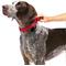 Show in main carousel: PetSafe Nylon Martingale Dog Collar, Red, Small, 3/4-in slide 3 of 6