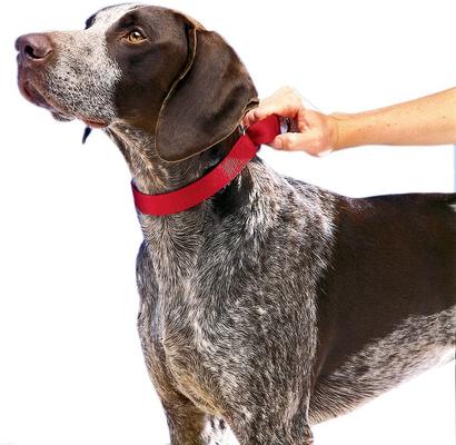 Show full view: PetSafe Nylon Martingale Dog Collar, Red, Small, 3/4-in slide 3 of 6