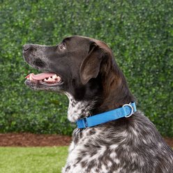 PetSafe Nylon Martingale Dog Collar, Royal Blue, Large: 14 to 20-in neck, 1-in wide slide 2 of 3