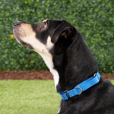 Show full view: PetSafe Nylon Martingale Dog Collar, Royal Blue, Medium: 10 to 16-in neck, 3/4-in wide slide 2 of 5