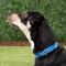 Show in main carousel: PetSafe Nylon Martingale Dog Collar, Royal Blue, Small: 8 to 12-in neck, 3/4-in wide slide 2 of 5