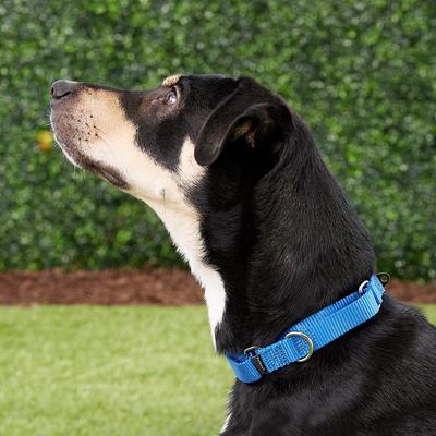 Show full view: PetSafe Nylon Martingale Dog Collar, Royal Blue, Small: 8 to 12-in neck, 3/4-in wide slide 2 of 5