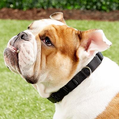 Show full view: PetSafe Quick Snap Buckle Nylon Martingale Dog Collar, Black, Medium: 11 to 15-in neck, 3/4-in wide slide 6 of 8