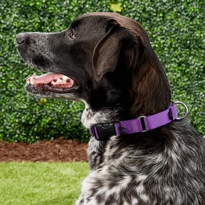 Show full view: PetSafe Quick Snap Buckle Nylon Martingale Dog Collar, Deep Purple, Large: 13 to 20-in neck, 1-in wide slide 6 of 8