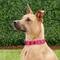 Show in main carousel: PetSafe Quick Snap Buckle Nylon Martingale Dog Collar, Raspberry, Large: 13 to 20-in neck, 1-in wide slide 6 of 8