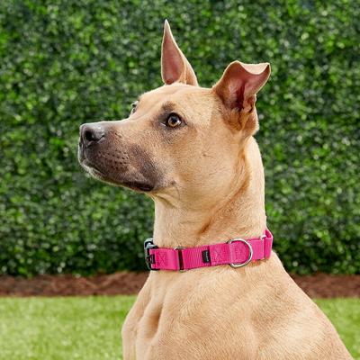 Show full view: PetSafe Quick Snap Buckle Nylon Martingale Dog Collar, Raspberry, Large: 13 to 20-in neck, 1-in wide slide 6 of 8