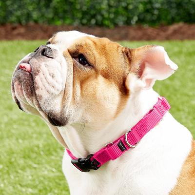 Show full view: PetSafe Quick Snap Buckle Nylon Martingale Dog Collar, Raspberry, Medium: 11 to 15-in neck, 3/4-in wide slide 7 of 10